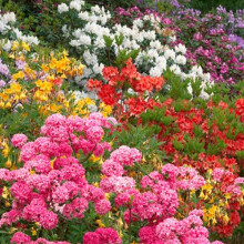 3 X MIXED RHODODENDRONS BUSHY SHRUBS COLOURFUL POTTED GARDEN PLANTS IN POT