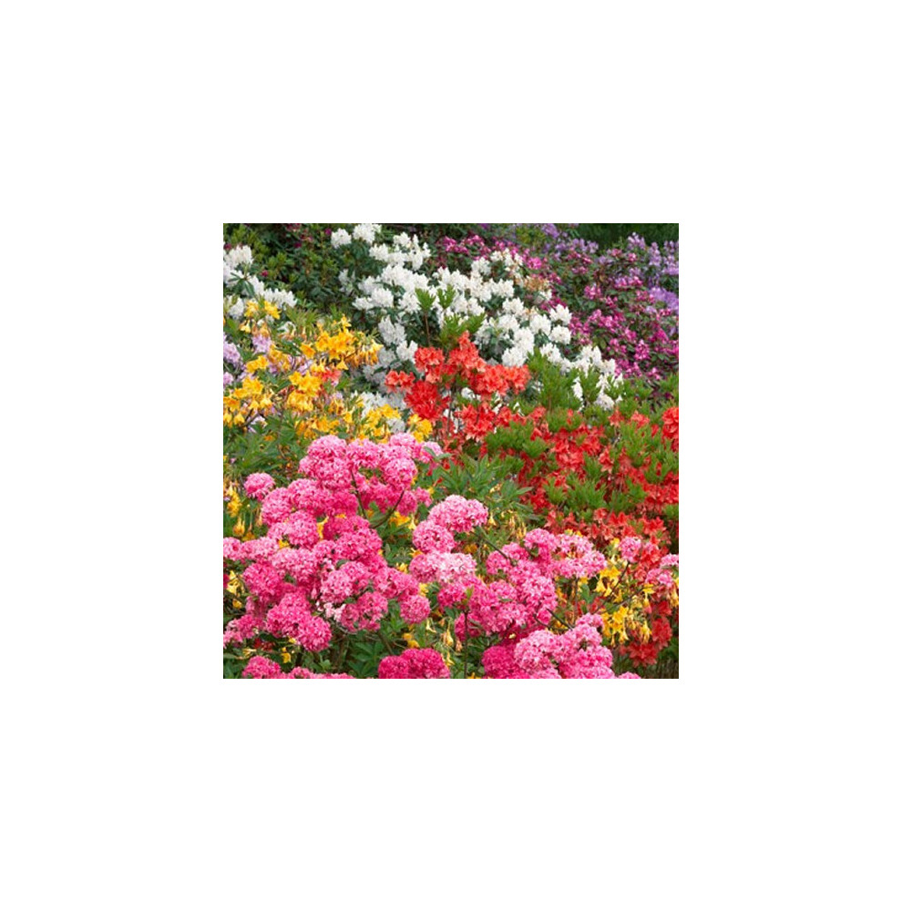 Gardeners Dream 3 X Mixed Rhododendrons Bushy Shrubs Colourful Potted Garden Plants In Pot