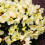 Gardeners Dream Rhododendron Wren (9cm) 3