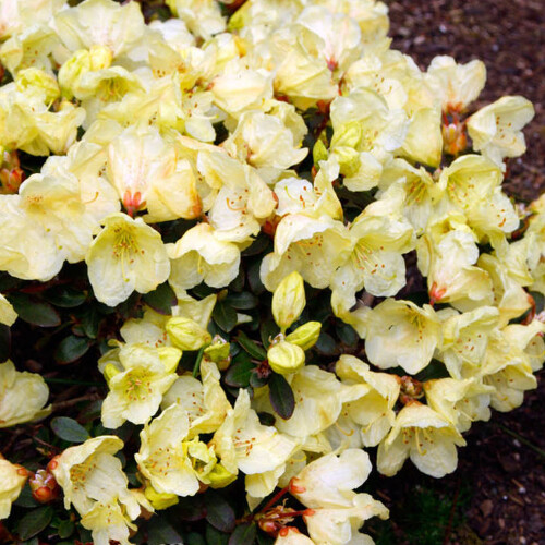 Gardeners Dream Rhododendron Wren (9cm) 2