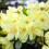 Gardeners Dream Rhododendron Wren (9cm) 4