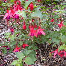 Fuchsia 'Mrs Popple' Flowering Upright Hardy Garden Shrub | 15-30Cm (Incl. Pot)