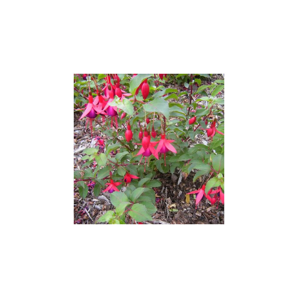 Fuchsia 'Mrs Popple' Flowering Upright Hardy Garden Shrub | 15-30Cm (Incl. Pot)