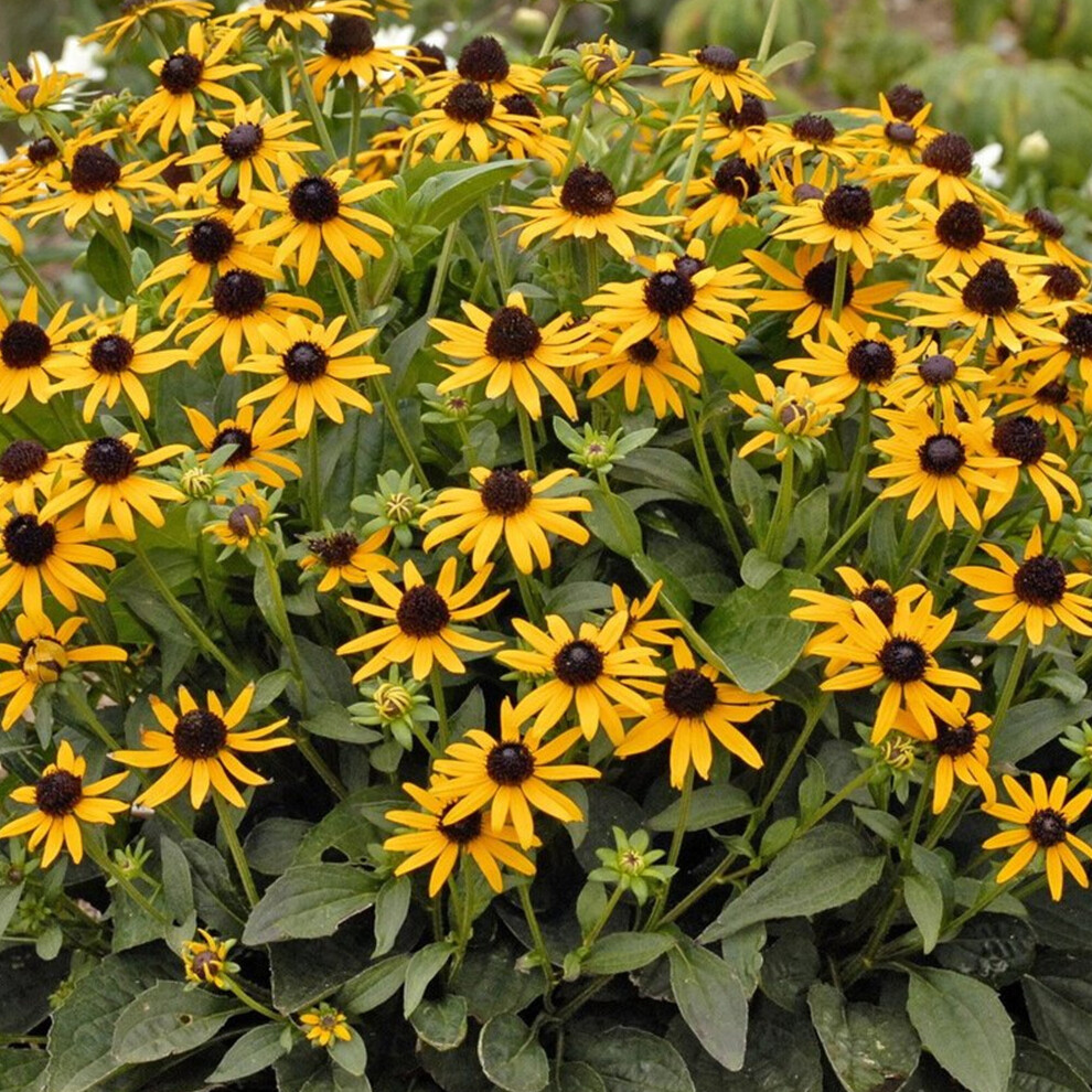 Gardeners Dream Rudbeckia Fulgida Little Goldstar (9Cm)