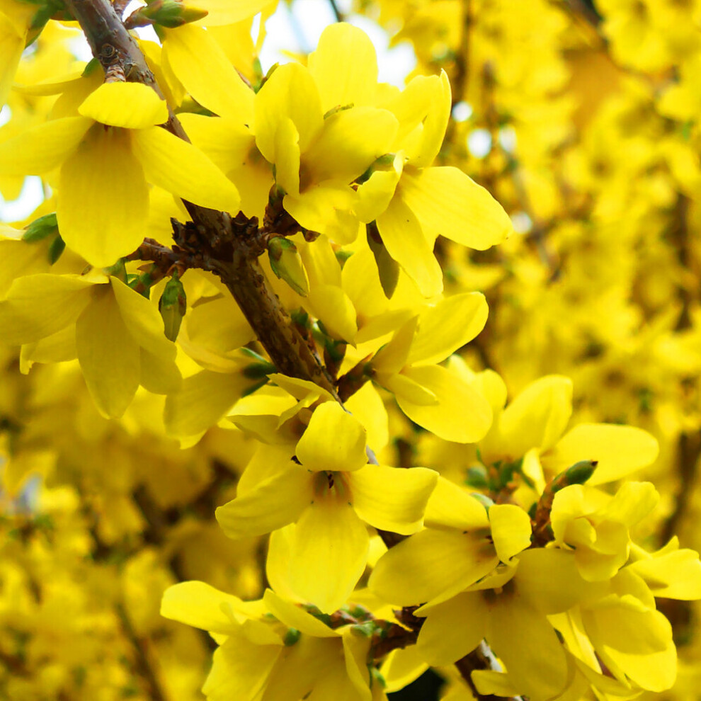 1 X FORSYTHIA INTERMDIA NIMBUS YELLOW SHRUB HARDY GREEN FOILAGE PLANT IN POT