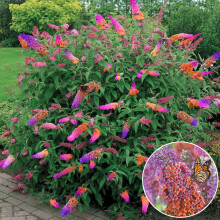 Butterfly Bush 'Flower Power' Healthy Mixed Colour Buddleia Shrub In 17Cm Pot