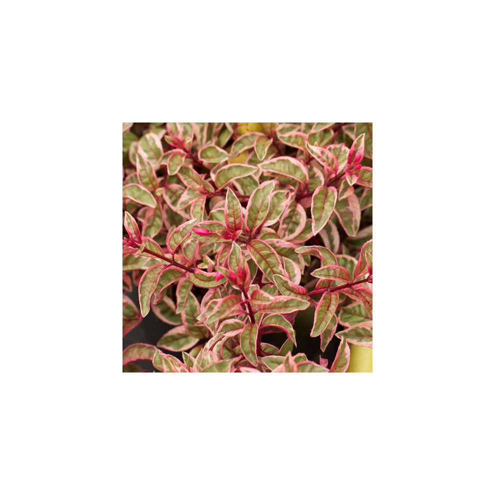 Gardeners Dream Fuchsia 'Sunray' Flowering Spreading Hardy Garden Shrub | 15-30Cm (Incl. Pot)