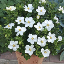 1 X Gardenia Jasminoides Kleim'S Hardy Cape Jasmine Evergreen Shrub Plant In Pot