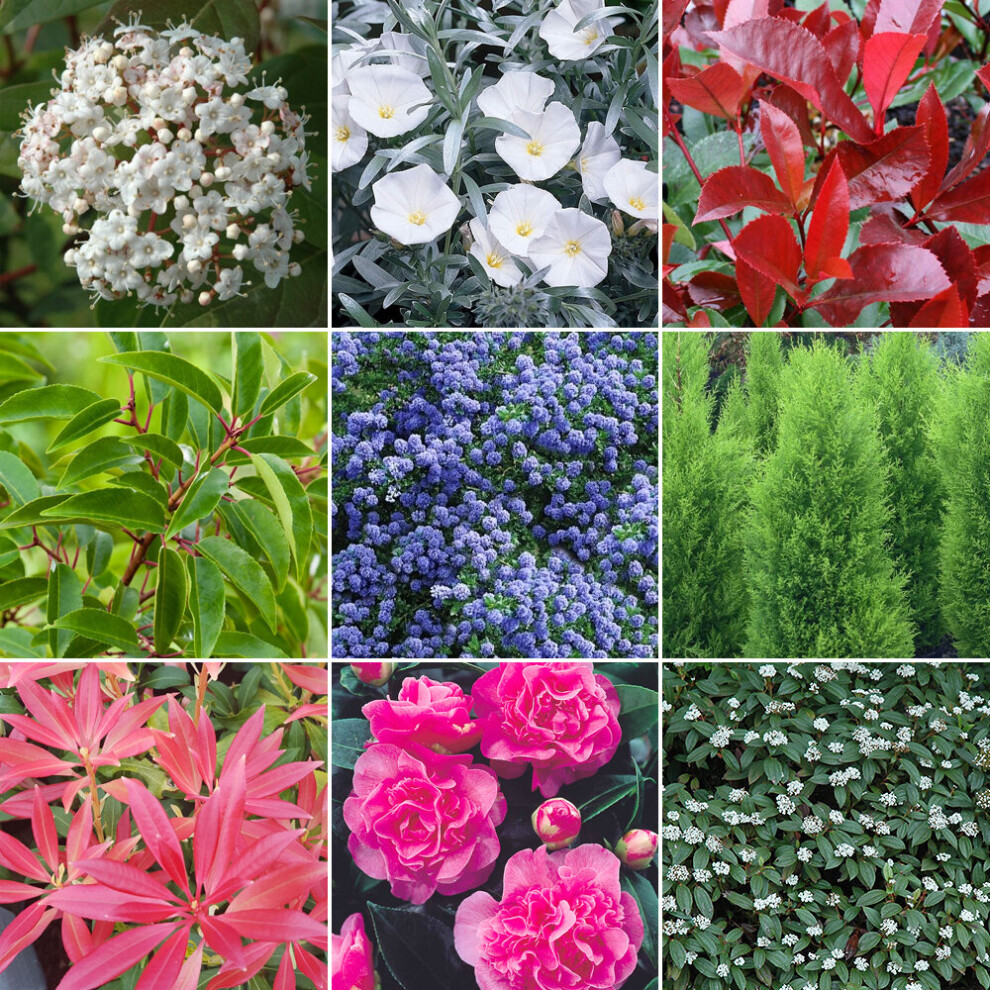 Evergreen Shrub Mix (10 Plants)