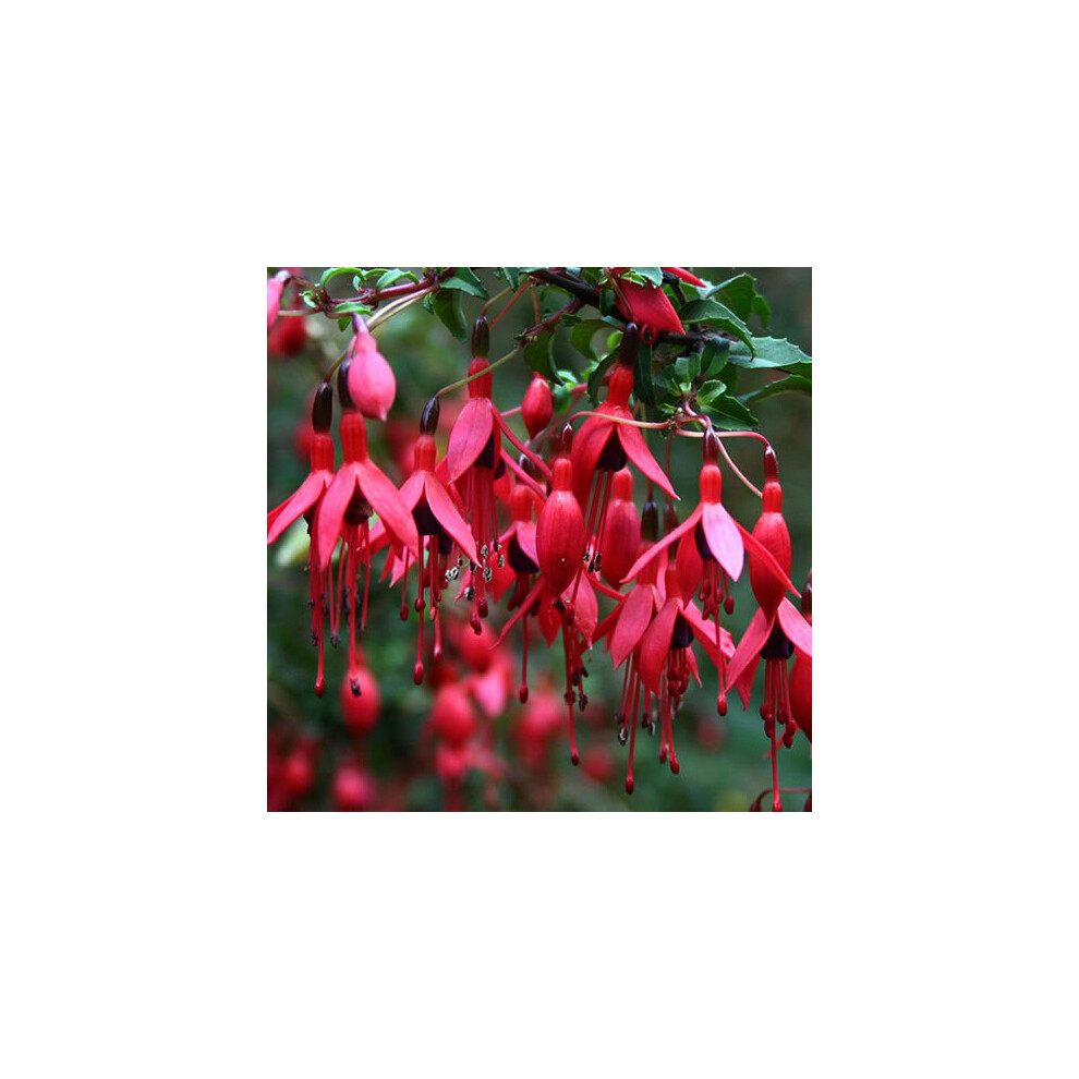 Gardeners Dream Fuchsia Riccartonii (9Cm)