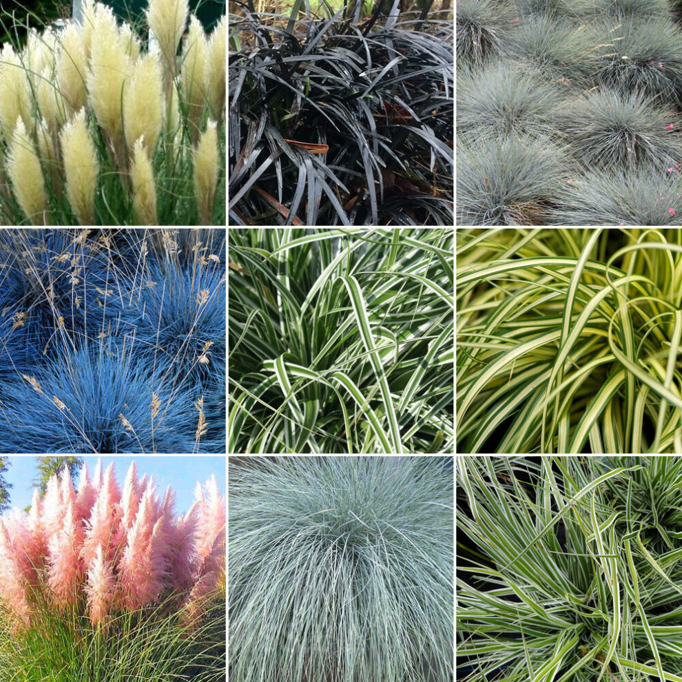 5 X Mixed Grasses - Evergreen Outdoor Grasses In 9Cm Pot Uk Grown