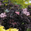 Gardeners Dream Sambucus nigra Black Beauty (9cm) 1