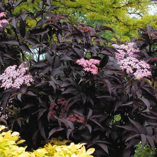 Gardeners Dream Sambucus nigra Black Beauty (9cm)