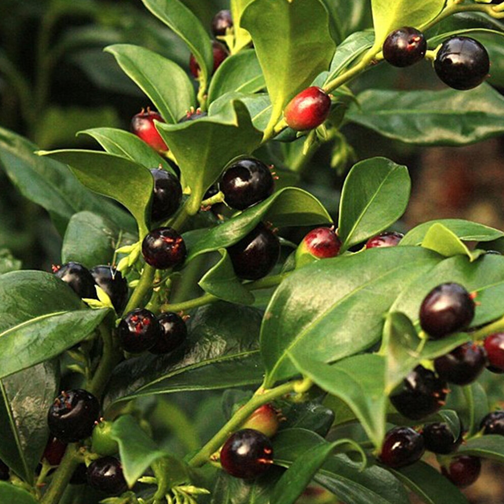 1 X SARCOCOCCA CONFUSA CHRISTMAS BOX EVERGREEN SHRUB HARDY GARDEN PLANT IN POT