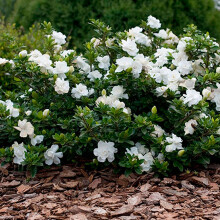 1 X Gardenia Jasminoides 'Crown Jewel' Cape Jasmine Evergreen Shrub Plant In Pot