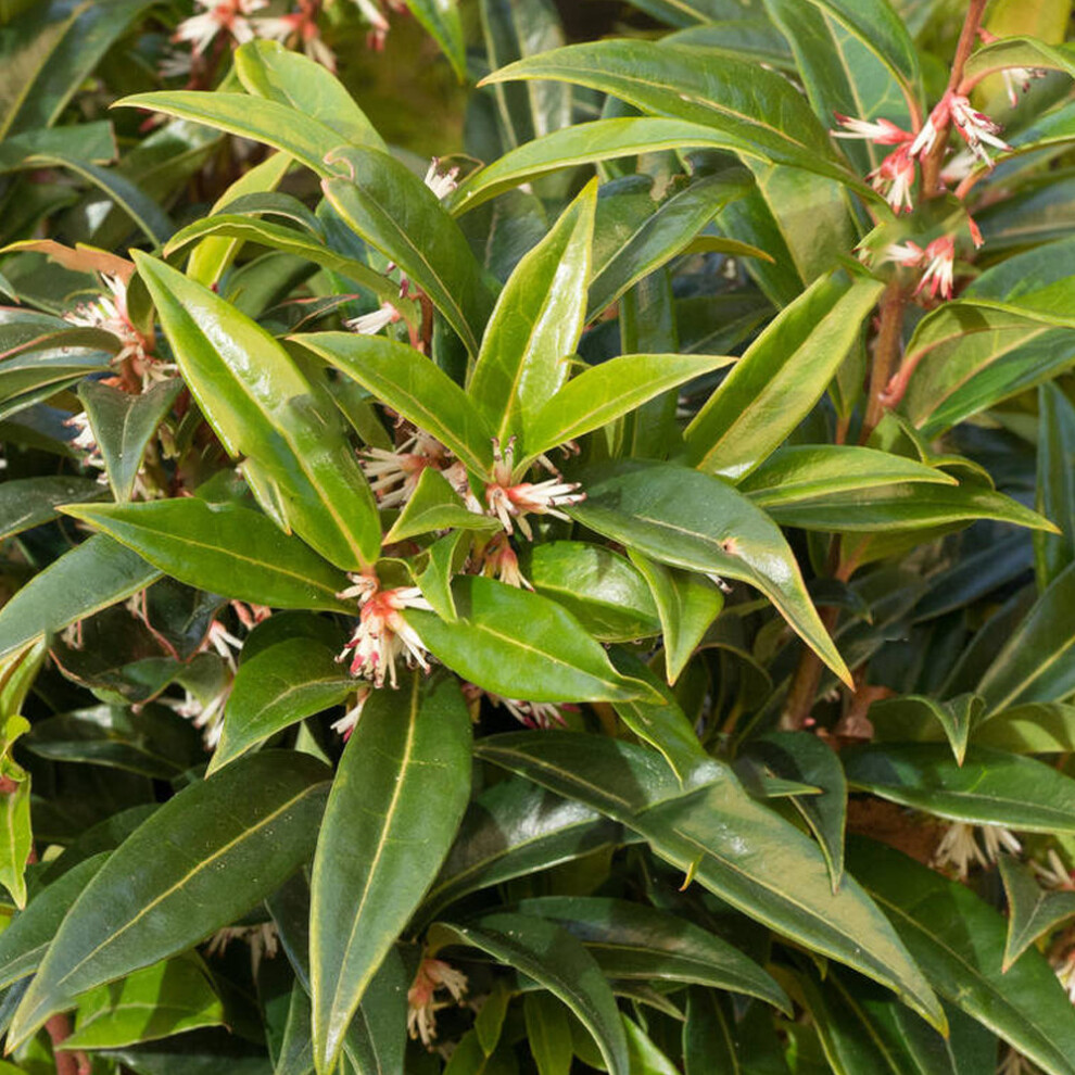 Sarcococca Hookeriana  'Winter Gem' Evergreen Hardy Garden Shrub Plant | 9Cm Pot