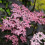 Gardeners Dream Sambucus nigra Black Beauty (9cm) 2