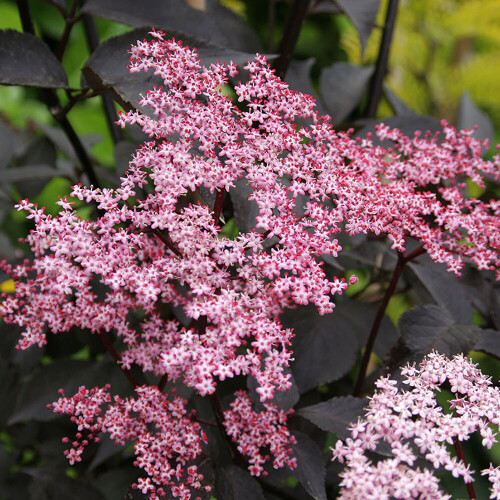 Gardeners Dream Sambucus nigra Black Beauty (9cm) 1