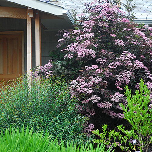 Gardeners Dream Sambucus nigra Black Beauty (9cm) 2