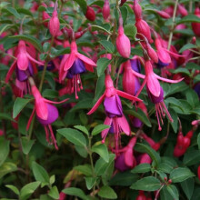 Fuchsia 'Tom Thumb' Flowering Upright Dwarf Garden Shrub | 15-30Cm (Incl. Pot)