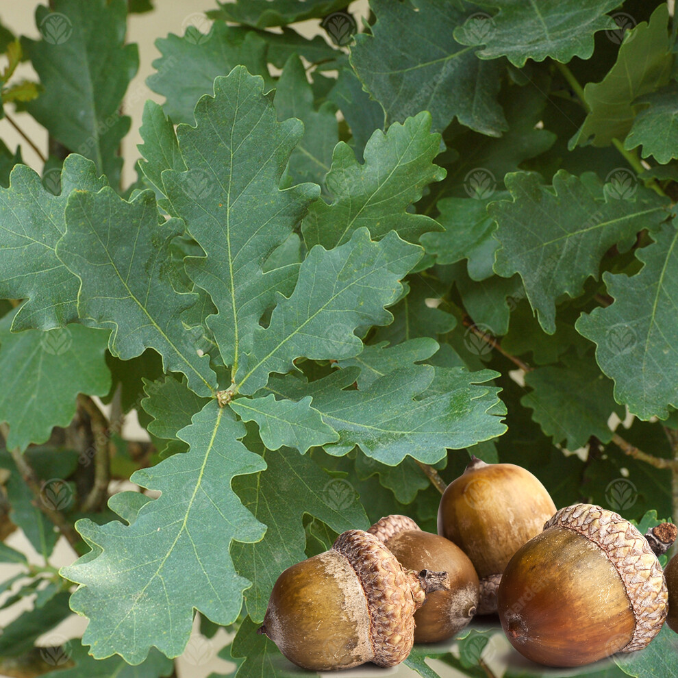 Quercus Robur | English Oak | Ornamental Garden Tree | 5-6Ft