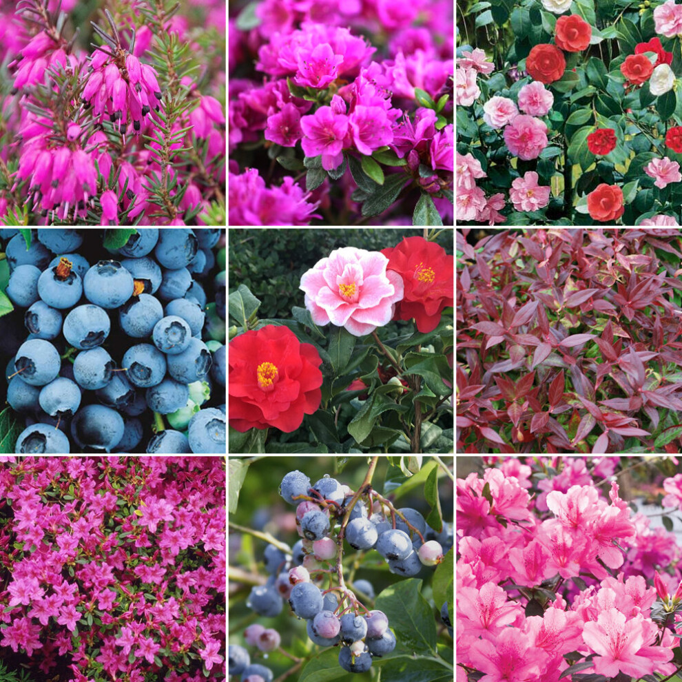 Gardeners Dream Ericaceous Shrub Mix (5 Plants)