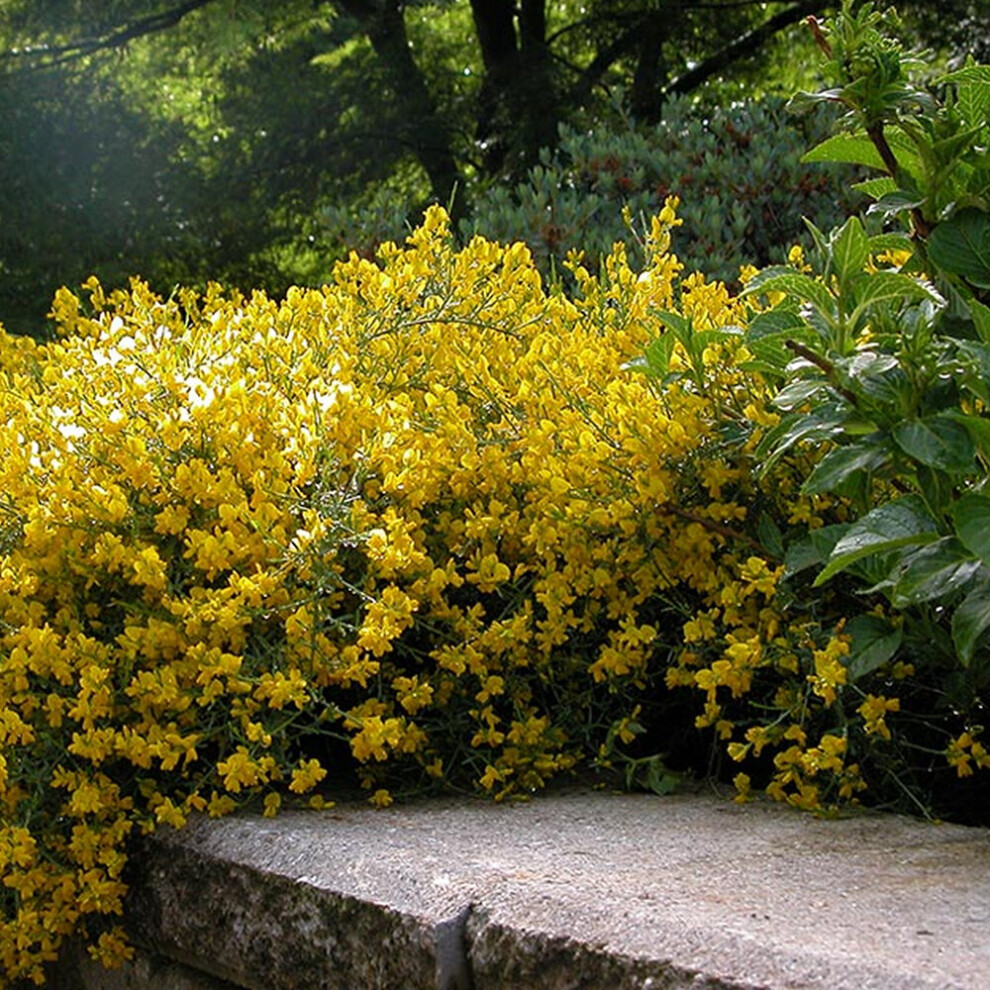 Gardeners Dream 1 X Genista Lydia Spanish Gorse Deciduous Shrub Hardy Garden Plant In Pot