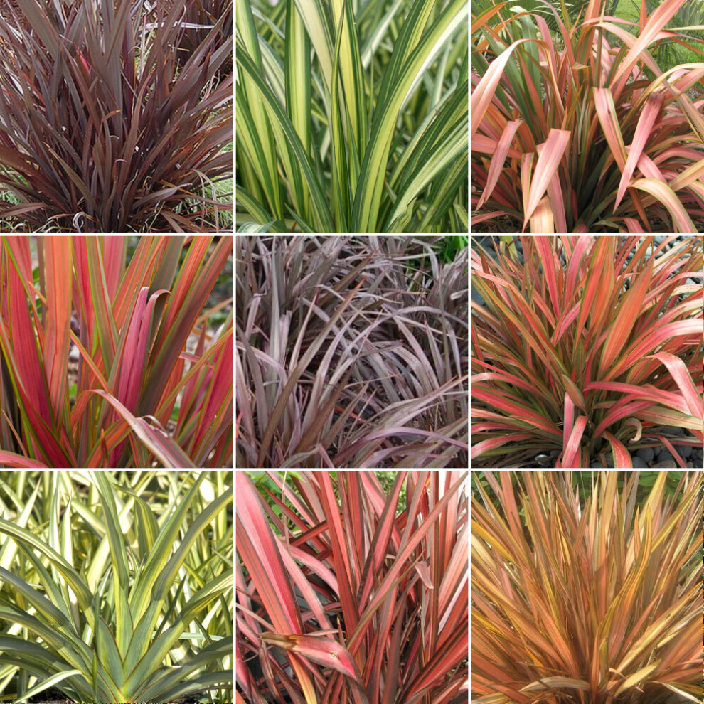 5 X Phormium Plant Mix - High Quality Established Plants In Pots Uk Grown