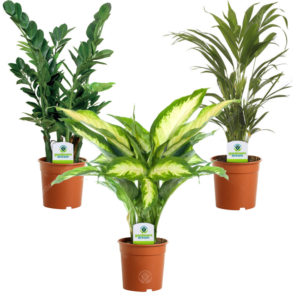 Indoor Plant Mix - 3 Plants - House / Office Live Potted Pot Plant Tree (Mix C)