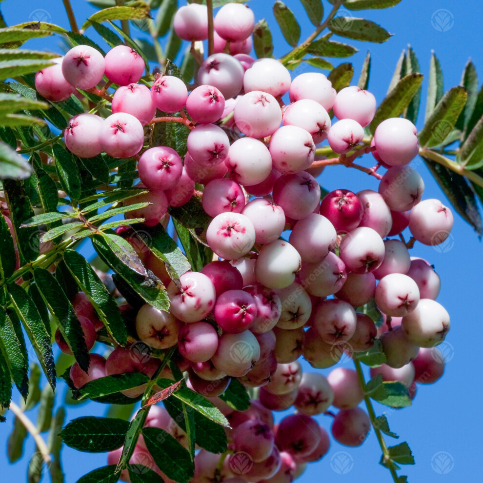 Gardeners Dream Sorbus Hupehensis | Hupeh Mountain | Ornamental Garden Tree | 5-6Ft Pink