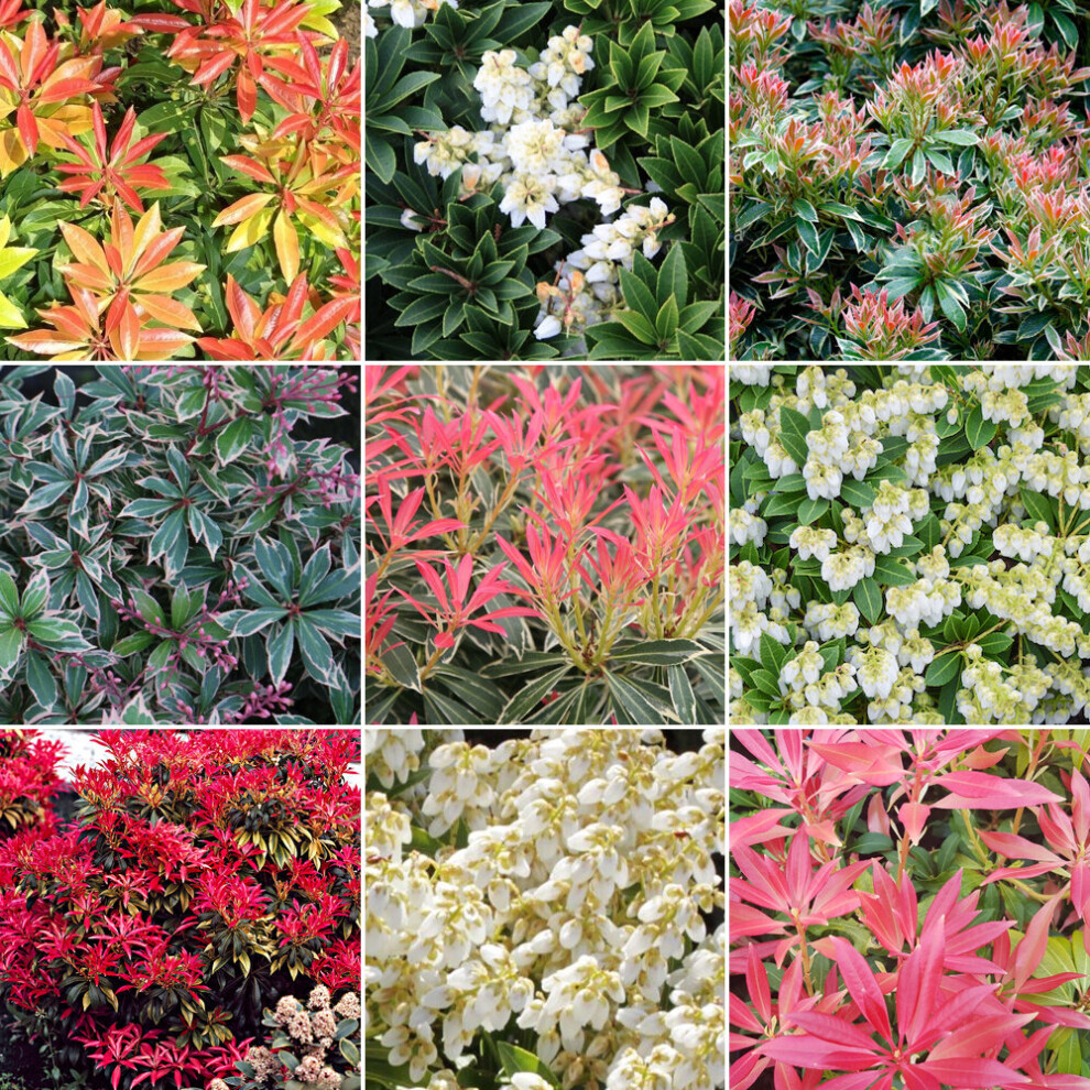 Gardeners Dream 3 X Pieris Plant Mix - High-Quality Established Plants, 9Cm Pots, Uk Grown (Gd_9cm_piemix_#3_Gd)