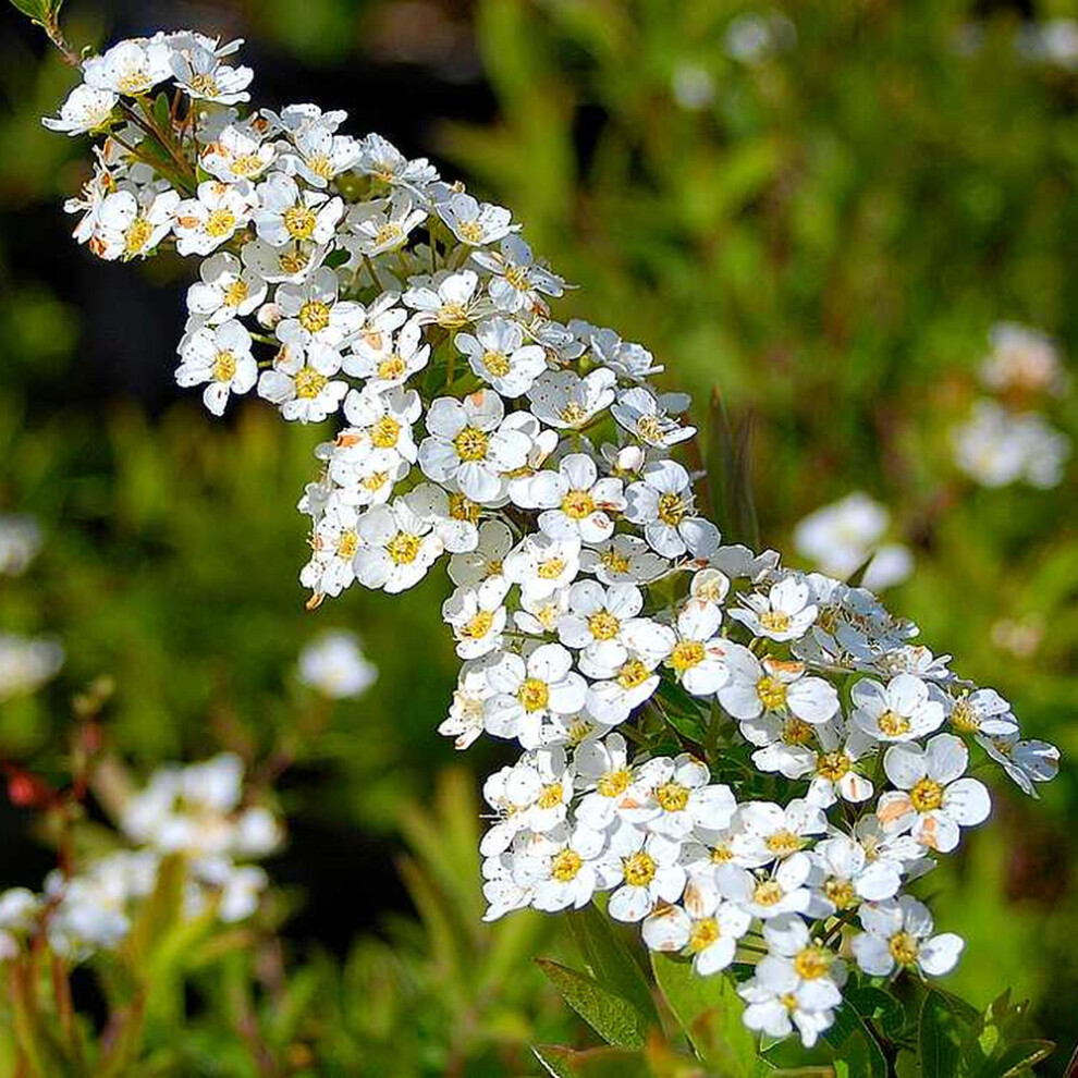 Spiraea Arguta | Hardy Deciduous Spring Flowering Garden Shrub in 9cm Pot