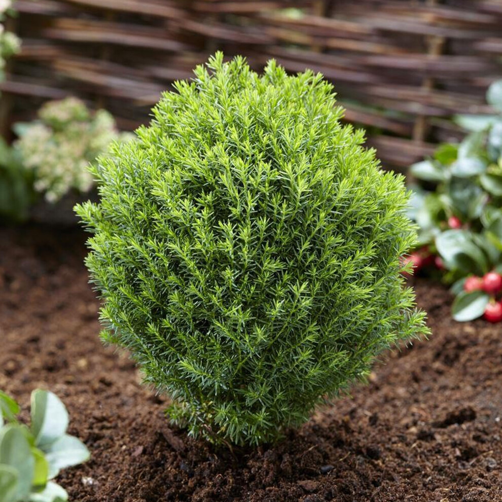 Thuja occidentalis Teddy (9cm)