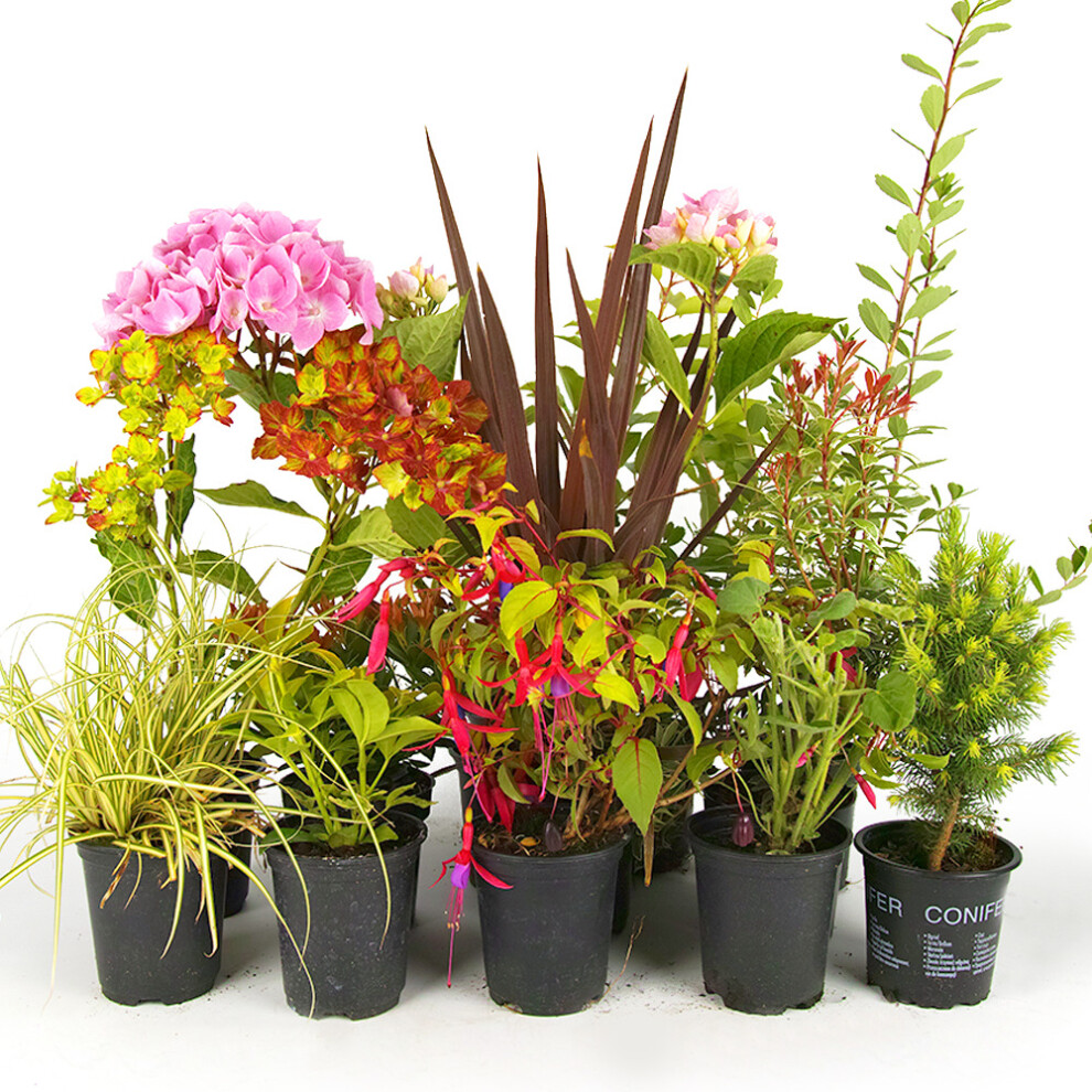 5 X Mixed Garden Plants - High Quality Established Plants In Pots Uk Grown