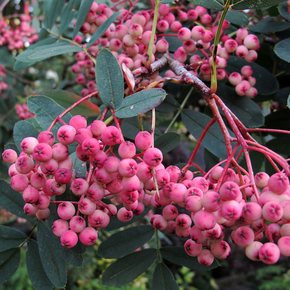 Gardeners Dream Sorbus Hupehensis ' Pagoda' | Pagoda Mountain Ash | Garden Tree | 5-6Ft Pink