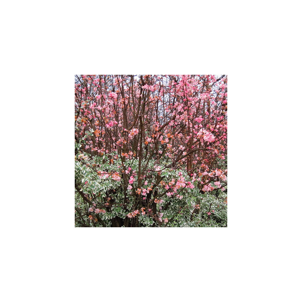 Gardeners Dream Viburnum Bodnantense Dawn (9Cm) White/Pink
