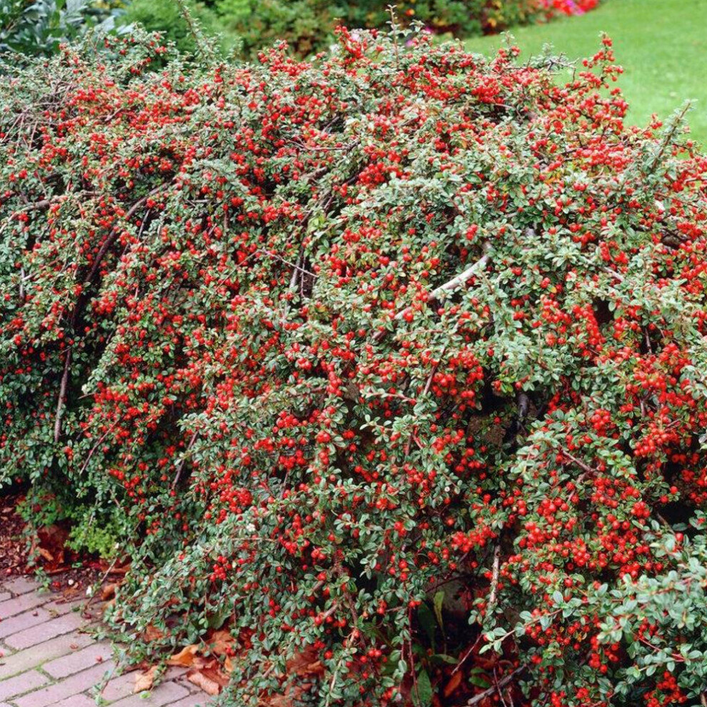 (5) Cotoneaster Horizontalis Hedging Plants 20-40Cm Berried Deciduous Hedge Potted