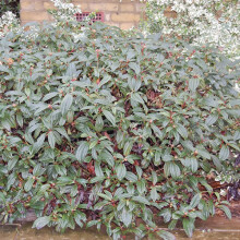 1 X Viburnum 'Davidii' Evergreen Shrub Hardy Garden Plant In Pot