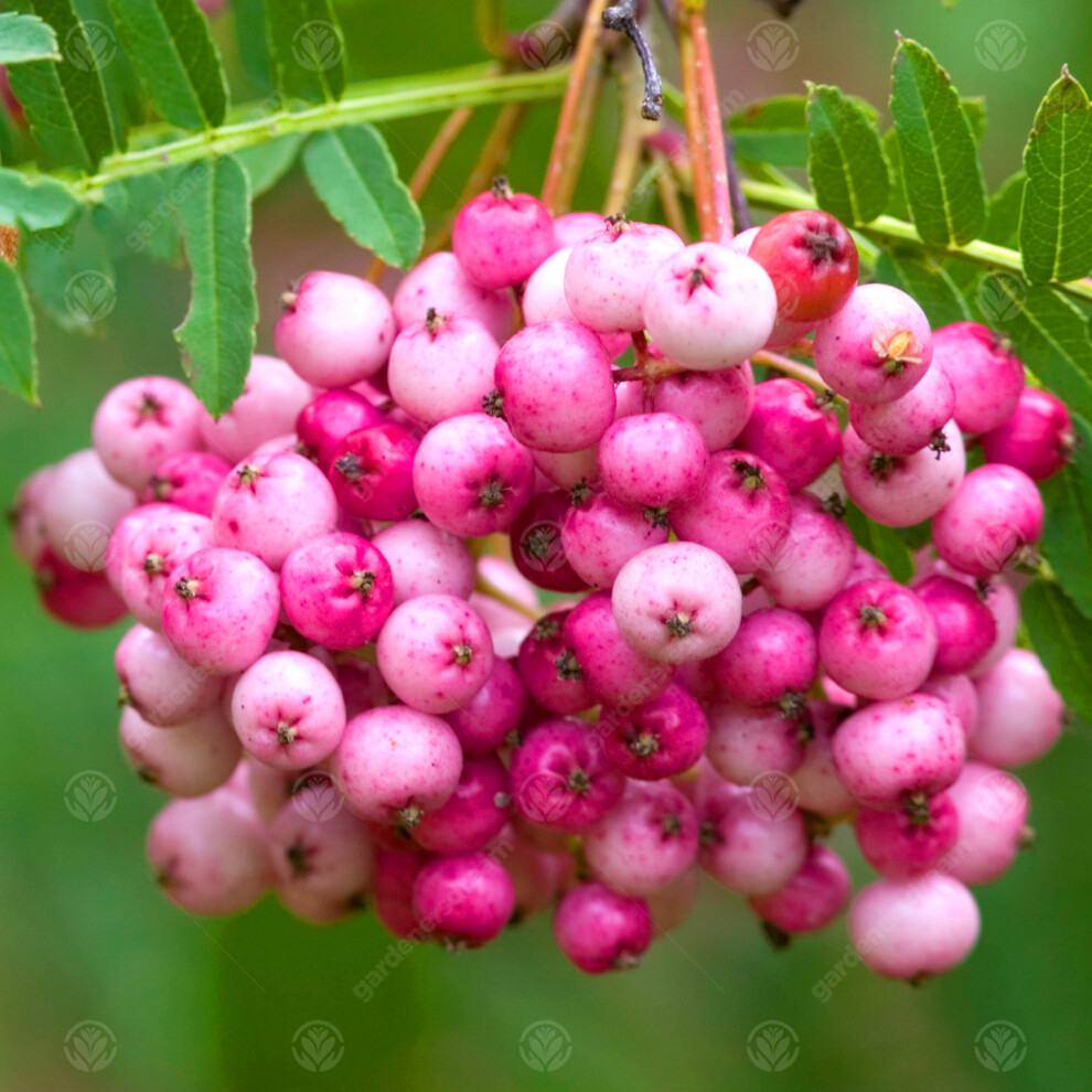 Sorbus Vilmorinii | Vilmorin'S Rowan | Ornamental Garden Tree | 5-6Ft