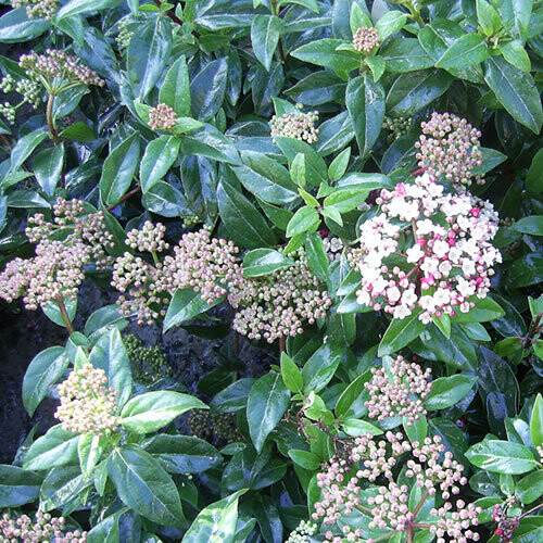 Viburnum tinus Eve Price (9cm)