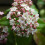 Gardeners Dream Viburnum tinus Eve Price (9cm) 2