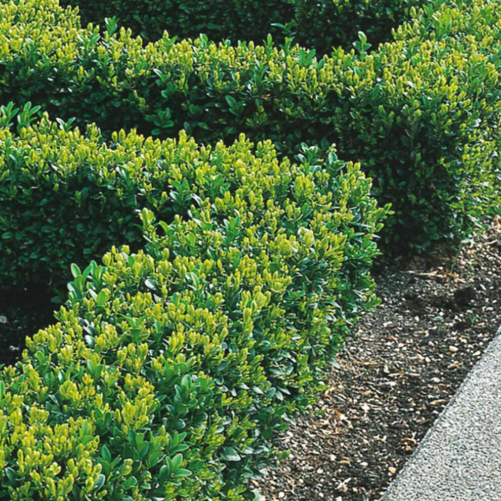 (5) Box Hedging Plants 20-40Cm Buxus Sempervirens Dense Evergreen Hedge Potted