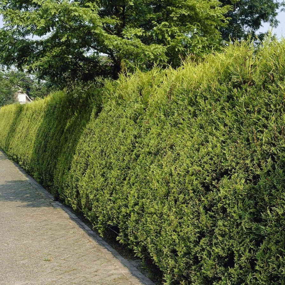 (10) Gold Leylandii Hedging Plants 30-50Cm Leyland Dense Evergreen Hedge Potted