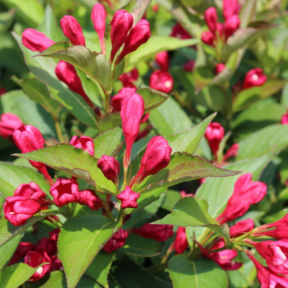 Weigela All Summer Red Deciduous Hardy Garden Shrub | 9cm Pot