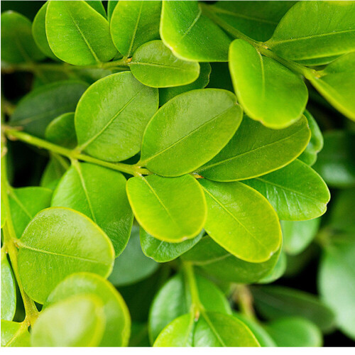Gardeners Dream (5) Box Hedging Plants 20-40Cm Buxus Sempervirens Dense Evergreen Hedge Potted 1