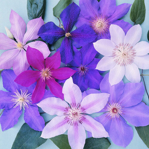 3 X Clematis Mixed Colours Large Large Flowering Climber Hardy Plant In Pot