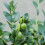 Gardeners Dream (5) Box Hedging Plants 20-40Cm Buxus Sempervirens Dense Evergreen Hedge Potted 3
