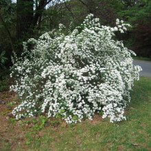 1 X SPIRAEA 'SNOWMOUND' DECIDUOUS SHRUB HARDY GARDEN PLANT IN POT