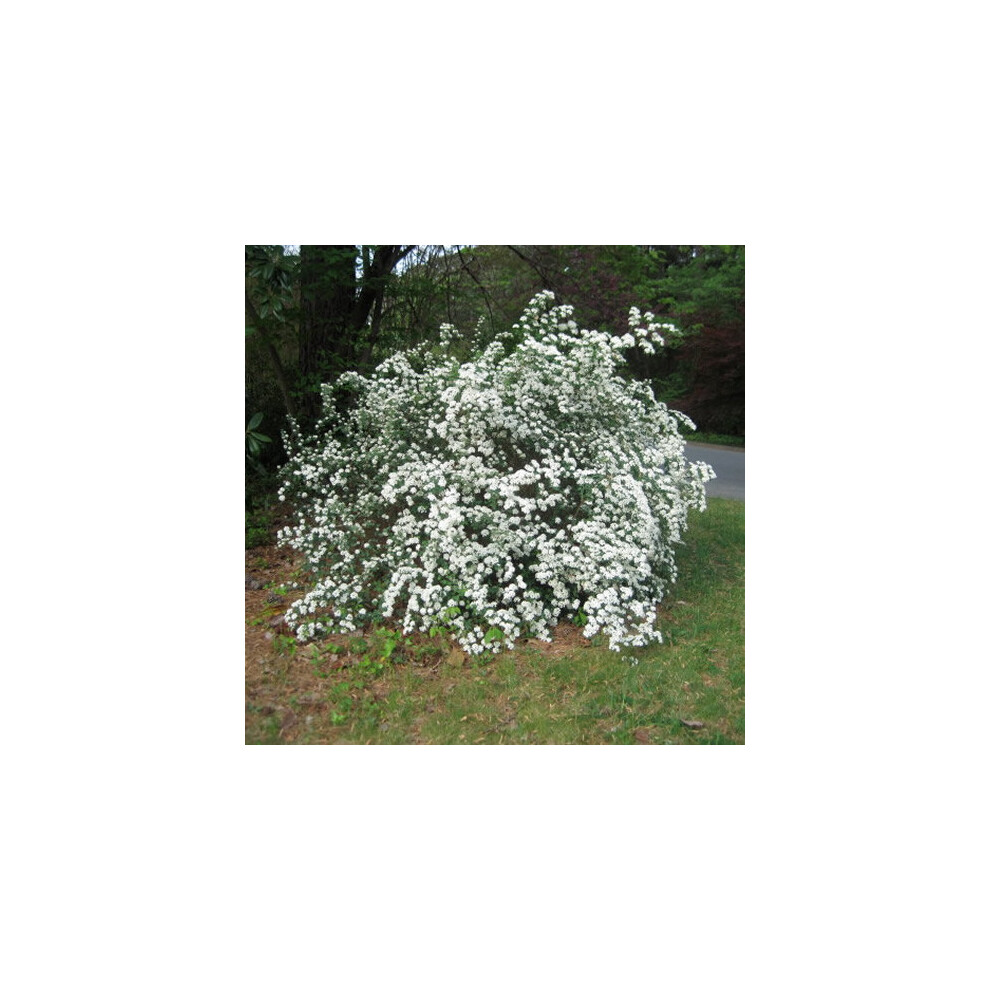 1 X SPIRAEA 'SNOWMOUND' DECIDUOUS SHRUB HARDY GARDEN PLANT IN POT