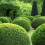 Gardeners Dream (5) Box Hedging Plants 20-40Cm Buxus Sempervirens Dense Evergreen Hedge Potted 4
